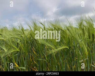 Orecchie fresche di grano e nuvole scure. Non è il momento del raccolto Foto Stock