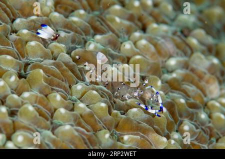 Grazioso gambero Anemone, Ancylomenes venustus, mimetizzato sul corallo, immersione notturna, sito di immersione Amed Bunga Laut House Reef, Amed, Karangasem, Bali, indonesiani Foto Stock