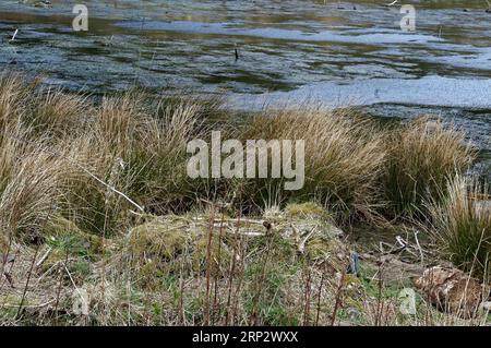 Lontra eurasiatica (Lutra lutra), lontra artificiale holt vicino loch. Foto Stock