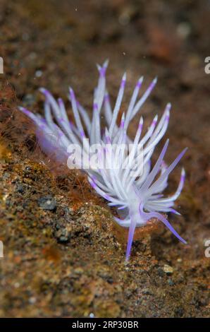 Flabellina Nudibranch, Flabellina rubrolineata, sito di immersione Batu niti, Seraya, Karangasem, Bali, Indonesia Foto Stock