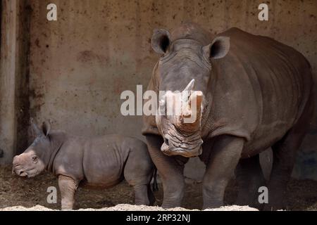 (180917) -- RAMAT GAN, 17 settembre 2018 -- Un rinoceronte bianco di tre settimane si trova accanto a sua madre Tanda al Ramat Gan Safari Park, uno zoo all'aperto vicino alla città costiera israeliana di Tel Aviv, il 17 settembre 2018. Il Ramat Gan Safari Park è lo zoo principale dell'area di Tel Aviv ed è sede della più grande collezione di animali del Medio Oriente. /Gideon Markowicz) ISRAEL-RAMAT GAN-WHITE RHINOCEROS-NEW BORN JINI PUBLICATIONxNOTxINxCHN Foto Stock