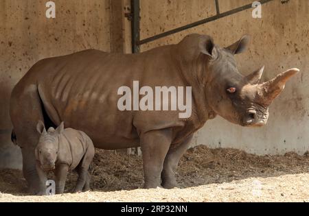 (180917) -- RAMAT GAN, 17 settembre 2018 -- Un rinoceronte bianco di tre settimane si trova accanto a sua madre Tanda al Ramat Gan Safari Park, uno zoo all'aperto vicino alla città costiera israeliana di Tel Aviv, il 17 settembre 2018. Il Ramat Gan Safari Park è lo zoo principale dell'area di Tel Aviv ed è sede della più grande collezione di animali del Medio Oriente. /Gideon Markowicz) ISRAEL-RAMAT GAN-WHITE RHINOCEROS-NEW BORN JINI PUBLICATIONxNOTxINxCHN Foto Stock