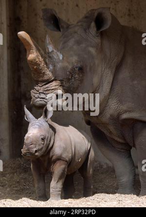 (180917) -- RAMAT GAN, 17 settembre 2018 -- Un rinoceronte bianco di tre settimane si trova accanto a sua madre Tanda al Ramat Gan Safari Park, uno zoo all'aperto vicino alla città costiera israeliana di Tel Aviv, il 17 settembre 2018. Il Ramat Gan Safari Park è lo zoo principale dell'area di Tel Aviv ed è sede della più grande collezione di animali del Medio Oriente. /Gideon Markowicz) ISRAEL-RAMAT GAN-WHITE RHINOCEROS-NEW BORN JINI PUBLICATIONxNOTxINxCHN Foto Stock