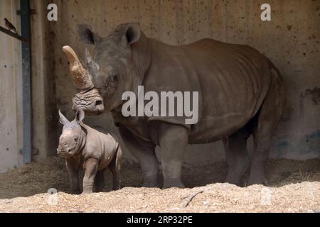 (180917) -- RAMAT GAN, 17 settembre 2018 -- Un rinoceronte bianco di tre settimane si trova accanto a sua madre Tanda al Ramat Gan Safari Park, uno zoo all'aperto vicino alla città costiera israeliana di Tel Aviv, il 17 settembre 2018. Il Ramat Gan Safari Park è lo zoo principale dell'area di Tel Aviv ed è sede della più grande collezione di animali del Medio Oriente. /Gideon Markowicz) ISRAEL-RAMAT GAN-WHITE RHINOCEROS-NEW BORN JINI PUBLICATIONxNOTxINxCHN Foto Stock