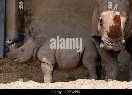 (180917) -- RAMAT GAN, 17 settembre 2018 -- Un rinoceronte bianco di tre settimane si trova accanto a sua madre Tanda al Ramat Gan Safari Park, uno zoo all'aperto vicino alla città costiera israeliana di Tel Aviv, il 17 settembre 2018. Il Ramat Gan Safari Park è lo zoo principale dell'area di Tel Aviv ed è sede della più grande collezione di animali del Medio Oriente. /Gideon Markowicz) ISRAEL-RAMAT GAN-WHITE RHINOCEROS-NEW BORN JINI PUBLICATIONxNOTxINxCHN Foto Stock