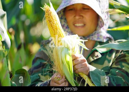 (180923) -- TANGSHAN, 23 settembre 2018 -- il contadino Jia Liping mostra un mais appena raccolto nel villaggio di Xichangtuo nella contea di Luanxian, nella provincia di Hebei nella Cina settentrionale, 23 settembre 2018. La gente di tutta la Cina festeggia il primo Farmers Harvest Festival, che cade il 23 settembre di quest'anno. ) (xmc) CHINA-HEBEI-LUANXIAN-HARVEST-FESTIVAL (CN) MuxYu PUBLICATIONxNOTxINxCHN Foto Stock