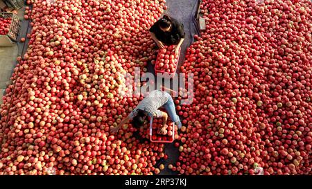 (180923) -- TANGSHAN, 23 settembre 2018 -- foto aerea scattata il 23 settembre 2018 mostra gli agricoltori che confezionano pomodori in una cooperativa agricola a Xiaomazhuang Township della contea di Luanxian, nella provincia di Hebei nella Cina settentrionale. La gente di tutta la Cina festeggia il primo Farmers Harvest Festival, che cade il 23 settembre di quest'anno. ) (xmc) CHINA-HEBEI-LUANXIAN-HARVEST-FESTIVAL (CN) MuxYu PUBLICATIONxNOTxINxCHN Foto Stock