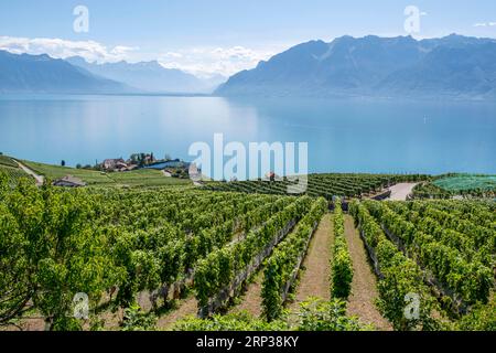 Vigneti terrazzati di Lavaux, vicino a Chexbres. Sito patrimonio dell'umanità dell'UNESCO dal 2007 affacciato sul lago di Ginevra nel Cantone di Vaud, Svizzera. Foto Stock