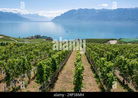 Vigneti terrazzati di Lavaux, vicino a Chexbres. Sito patrimonio dell'umanità dell'UNESCO dal 2007 affacciato sul lago di Ginevra nel Cantone di Vaud, Svizzera. Foto Stock