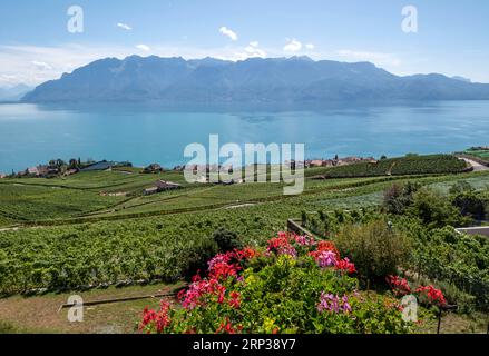 Vigneti terrazzati di Lavaux, vicino a Chexbres. Sito patrimonio dell'umanità dell'UNESCO dal 2007 affacciato sul lago di Ginevra nel Cantone di Vaud, Svizzera. Foto Stock