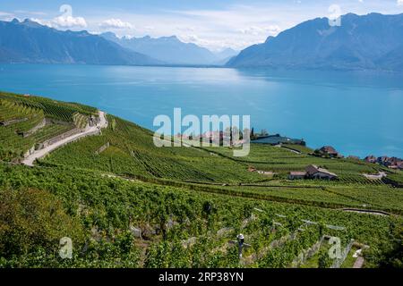 Vigneti terrazzati di Lavaux, vicino a Chexbres. Sito patrimonio dell'umanità dell'UNESCO dal 2007 affacciato sul lago di Ginevra nel Cantone di Vaud, Svizzera. Foto Stock