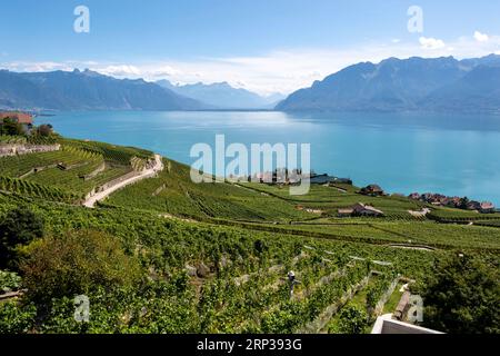 Vigneti terrazzati di Lavaux, vicino a Chexbres. Sito patrimonio dell'umanità dell'UNESCO dal 2007 affacciato sul lago di Ginevra nel Cantone di Vaud, Svizzera. Foto Stock