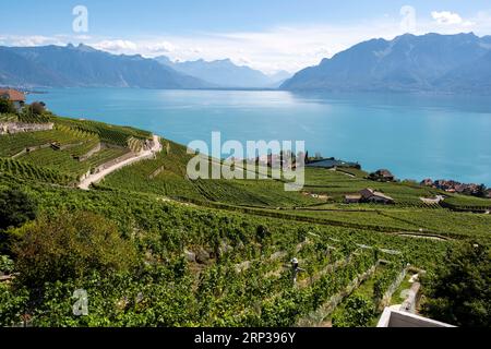 Vigneti terrazzati di Lavaux, vicino a Chexbres. Sito patrimonio dell'umanità dell'UNESCO dal 2007 affacciato sul lago di Ginevra nel Cantone di Vaud, Svizzera. Foto Stock