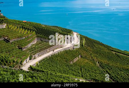 Vigneti terrazzati di Lavaux, vicino a Chexbres. Sito patrimonio dell'umanità dell'UNESCO dal 2007 affacciato sul lago di Ginevra nel Cantone di Vaud, Svizzera. Foto Stock