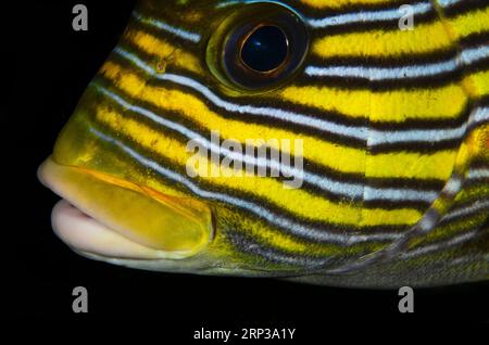 Ribbon Sweetlips, Plectorhinchus polytaenia, Liberty Wreck dive site, Tulamben, Karangasem, Bali, Indonesia Foto Stock