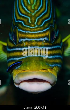 Ribbon Sweetlips, Plectorhinchus polytaenia, in fase di pulizia da Bluestreak Cleaner Wrasse, Labroides dimidiatus, Liberty Wreck dive site, Tulamben, Kara Foto Stock