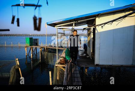 (180930) -- SUZHOU, 30 settembre 2018 -- il coltivatore di granchi Ji Jiang si prepara a nutrire granchi pelosi nella sua base di coltivazione sul lago Yangcheng presso Bacheng Township, Kunshan City, East China S Jiangsu Province, 29 settembre 2018. Ji Jiang, nato nel 1966, è un coltivatore di granchi pelosi del lago Yangcheng nella città di Bacheng di Jiangsu. Essendo stato nel commercio per 15 anni, ha accumulato esperienza nella coltivazione di granchi pelosi ed è diventato famoso a Bacheng. Grazie alla buona qualità dell'acqua del lago Yangcheng, i granchi pelosi possiedono un buon gusto e un'alta nutrizione. Ogni anno, un gran numero di granchi viene venduto a Foto Stock