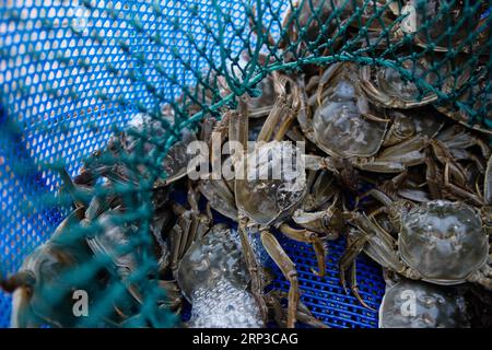 (180930) -- SUZHOU, 30 settembre 2018 -- la foto scattata il 29 settembre 2018 mostra i granchi pelosi catturati dal lago Yangcheng nella Bacheng Township, Kunshan City, nella provincia di Jiangsu della Cina orientale. Ji Jiang, nato nel 1966, è un coltivatore di granchi pelosi del lago Yangcheng nella città di Bacheng di Jiangsu. Essendo stato nel commercio per 15 anni, ha accumulato esperienza nella coltivazione di granchi pelosi ed è diventato famoso a Bacheng. Grazie alla buona qualità dell'acqua del lago Yangcheng, i granchi pelosi possiedono un buon gusto e un'alta nutrizione. Ogni anno, un gran numero di granchi viene venduto a città in tutta la Cina come Pechino, Foto Stock