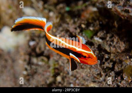 Lipe di nastro giovanile, Plectorhinchus polytaenia, sito di immersione Pantai Lahar, Seraya, Karangasem, Bali, Indonesia Foto Stock