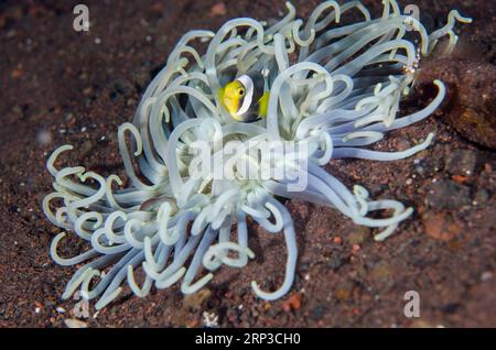 Saddleback Anemonefish, Amphiprion polymnu, in Beaded Sea Anemone, Heteractis aurora, Pantai Lahar dive site, Seraya, Karangasem, Bali, Indonesia Foto Stock