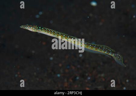 Male Elegant Sand-Diver, Trichonotus elegans, Pantai Lahar dive site, Seraya, Karangasem, Bali, Indonesia Foto Stock