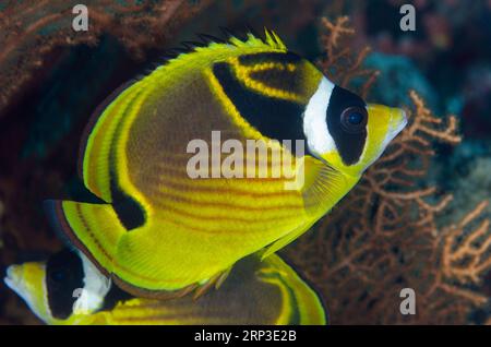 Coppia di Raccoon Butterflyfish, Chaetodon lunula, Dropoff dive site, Tulamben, Karangasem, Bali, Indonesia Foto Stock
