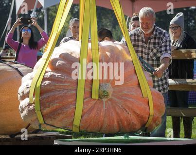 USA, Riesen-Kürbis Wettbewerb a Langley (181007) -- LANGLEY, 7 ottobre 2018 -- Un lavoratore prepara una zucca per la pesatura durante l'evento Giant Pumpkin Weigh-Off a Langley, Canada, 6 ottobre 2018. ) (wtc) CANADA-LANGLEY-GIANT PUMPKIN WEIGH-OFF EVENT LiangxSen PUBLICATIONxNOTxINxCHN Foto Stock