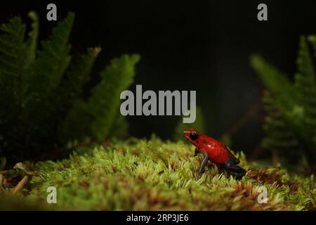 Red Strawberry Poison Dart Frog, Oophage pumilio, nell'habitat naturale della Costa Rica. Ritratto di rana rossa tossica. Raro anfibio nel tropico. Wildlif Foto Stock