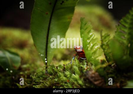 Rana veleno alla fragola, Oophage pumilio, nell'habitat naturale della Costa Rica. Ritratto ravvicinato della rana rossa tossica. Raro anfibio nel tropico. Wi Foto Stock