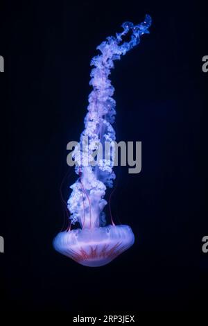 Meduse Compas (Chrasaora hysoscella), in habitat naturale dell'oceano. Campana galleggiante medusa, Mar Mediterraneo, Italia Foto Stock