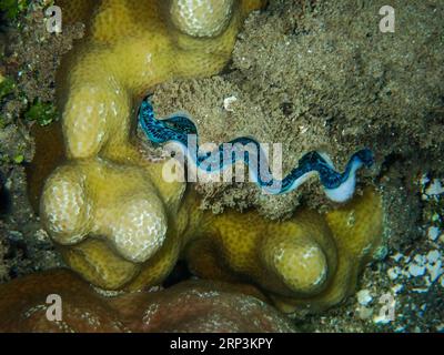 Primo piano di una vongole, appoggiata su un letto di rocce e conchiglie in un paesaggio marino Foto Stock