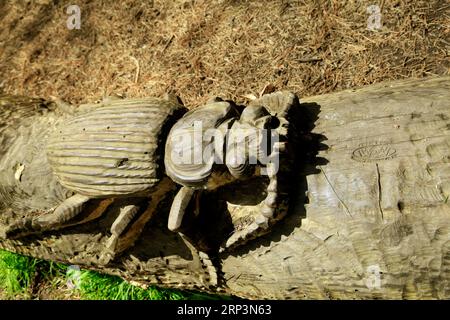 Scultura di animali in legno intagliato come installazioni artistiche a Bute Park, Cardiff - Beetle. Foto Stock