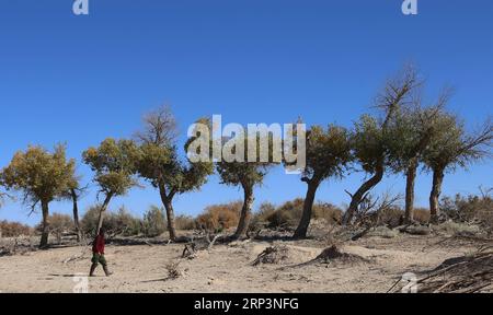 (181012) -- EJINA BANNER, 12 ottobre 2018 -- Ban Du, un allevatore di 81 anni del gruppo etnico mongolo, passeggia davanti agli alberi di populus euphratica, comunemente noto come pioppo del deserto, a Ceke Gacha di Ejina Banner, regione autonoma della Mongolia interna della Cina settentrionale, 11 ottobre 2018. Ceke Gacha, un villaggio nel deserto di Badain Jaran, è noto per il suo clima secco e l'ambiente duro. Tuttavia, Ban Du, a differenza di altri pastori, non è disposto a lasciare la sua città natale ed essere trasferito in una casa cittadina offerta dal governo locale. Ha contratto una prateria nel deserto e si occupa del deserto secolare Foto Stock