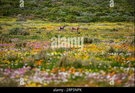 Bontebok (Damaliscus pygargus) in un campo di fiori durante la stagione dei fiori, parco nazionale della costa occidentale, Sudafrica Foto Stock