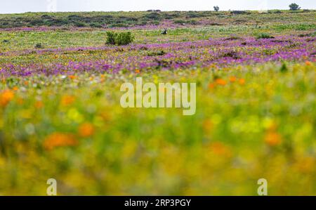 Bontebok (Damaliscus pygargus) in un campo di fiori durante la stagione dei fiori, parco nazionale della costa occidentale, Sudafrica Foto Stock