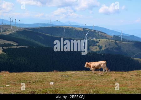 Una sola mucca su un prato alpino. Sullo sfondo, le moderne turbine eoliche sulle colline delle Alpi viennesi vicino a Spital am Semmering. Foto Stock