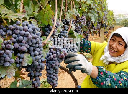 (181022) -- SHIIAZHUANG, 22 ottobre 2018 -- Un agricoltore raccoglie uve da vino presso una base di impianto nella contea di Changli, nella provincia di Hebei nella Cina settentrionale, 21 ottobre 2018. Oltre 50.000 mu (circa 3.333,33 ettari) di uve da vino sono entrate nella stagione della vendemmia. Il valore di produzione annuale dell'industria vinicola locale ha raggiunto i 2,5 miliardi di yuan (361,1 milioni di dollari USA). (Hxy) CHINA-CHANGLI-WINE GRAPE-HARVEST (CN) YangxShiyao PUBLICATIONxNOTxINxCHN Foto Stock