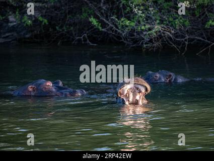 Ippopotami nel fiume Zambesi, Zimbabwe, Zambia Foto Stock