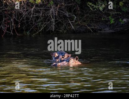 Ippopotami nel fiume Zambesi, Zimbabwe, Zambia Foto Stock