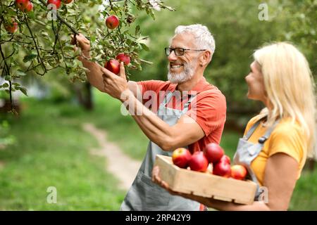 Ritratto della felice coppia anziana che raccoglie mele nel frutteto Foto Stock