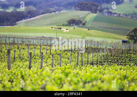 (181024) -- ADELAIDE, 24 ottobre 2018 -- foto scattata l'11 ottobre 2018 mostra un vigneto Nova vita a Lobethal, Australia. Per l'enologo Mark Kozned, l'imminente China International Import Expo è probabilmente l'expo più significativa di quest'anno, dove si aspettava di stabilire più relazioni con i clienti del mercato cinese. PER ANDARE CON L'enologo australiano si vede un enorme potenziale di crescita del mercato cinese ) (zxj) AUSTRALIA-ADELAIDE-ENOLOGO-MERCATO CINESE PanxXiangyue PUBLICATIONxNOTxINxCHN Foto Stock