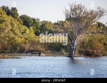 Ippopotami nel fiume Zambesi, Zimbabwe, Zambia Foto Stock