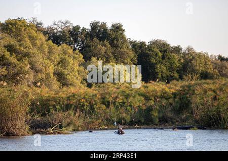 Ippopotami nel fiume Zambesi, Zimbabwe, Zambia Foto Stock