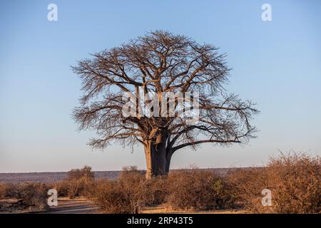 Albero di Baobab a Victoria Falls, Zimbabwe Foto Stock
