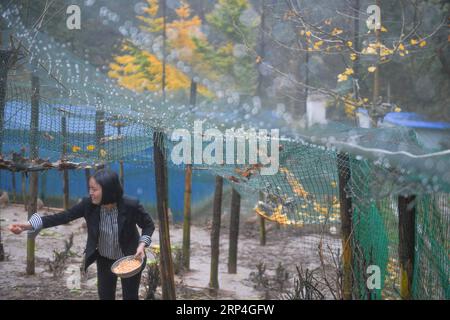 (181108) - YUEXI, 8 novembre 2018 (Xinhua) - Yu Chun, proprietario dell'impresa di e-commerce Dr. Mother, nutre il pollo in una fattoria nel villaggio Tiantou della contea di Yuexi, nella provincia di Anhui nella Cina orientale, 7 novembre 2018. Yu Chun, con un dottorato presso la scuola di medicina dell'Università di Pechino, ha lasciato il suo lavoro come funzionario pubblico di Guangzhou, nella provincia del Guangdong della Cina meridionale nel 2014, per creare il suo negozio online per promuovere i prodotti locali della contea di Yuexi nella provincia di Anhui, dove è nata. Credendo che le uova e i frutti kiwi prodotti nella sua città natale colpita dalla povertà siano meno inquinati e più nu Foto Stock