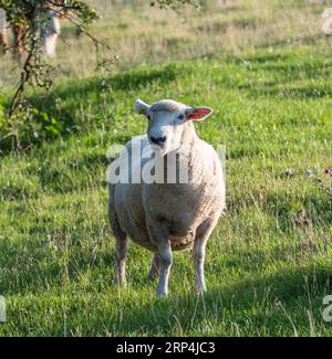 Pecore che pascolano sull'erba nella campagna dell'East Sussex, Regno Unito. Foto Stock