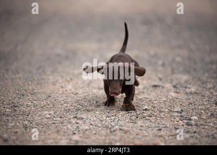 Cucciolo di dachshund che corre su una strada polverosa Foto Stock