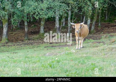 Hogh Mountain, pura vacca di pane semiselvatica proveniente dal Parco Nazionale di Peneda Geres, nord del Portogallo Foto Stock