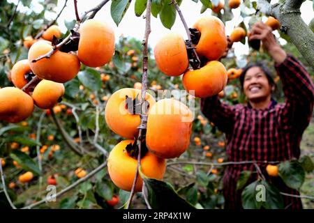 (181119) -- GUILIN, 19 novembre 2018 -- Villager Peng Meiying picks frutti di cachi al villaggio di Zhujiatun della contea di Pingle, nella regione autonoma di Guangxi Zhuang nella Cina meridionale, 17 novembre 2018. Il raccolto di 40.000-kg di frutti di cachi dovrebbe creare il reddito di oltre 30.000 yuan (4.321 dollari USA) per la famiglia Peng S quest'anno. ) (Ry) CINA-GUANGXI-PINGLE-CACHI RACCOLTO (CN) WangxZichuang PUBLICATIONxNOTxINxCHN Foto Stock