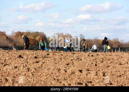 (181121) -- PECHINO, 21 novembre 2018 -- i lavoratori locali scavano ginseng in una fattoria di ginseng nella contea di Marathon, Wisconsin, Stati Uniti, 22 ottobre 2018. )(wyo) Xinhua prima pagina: I commercianti dello stato americano del Wisconsin cercano acquirenti cinesi per la crescita WangxPing PUBLICATIONxNOTxINxCHN Foto Stock